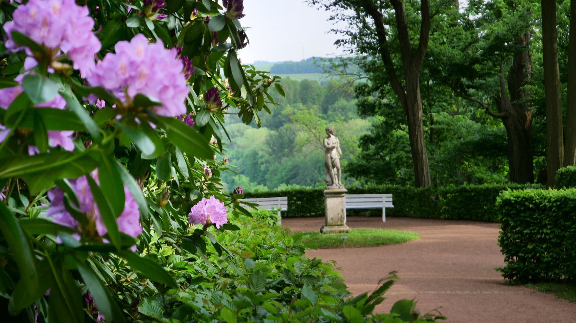 Rhododendronblüte im Schlosspark Lichtenwalde mit Statue Diana im Hintergrund. Schloss & Park Lichtenwalde